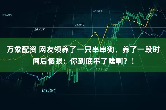 万象配资 网友领养了一只串串狗，养了一段时间后傻眼：你到底串了啥啊？！